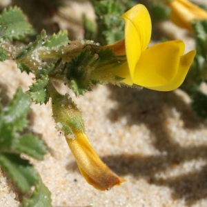 Photographie n°797912 du taxon Ononis variegata L. [1753]