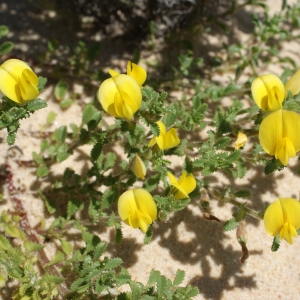 Photographie n°797923 du taxon Ononis variegata L. [1753]