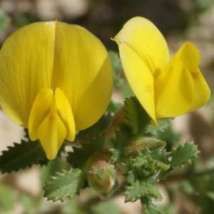 Photographie n°797924 du taxon Ononis variegata L. [1753]