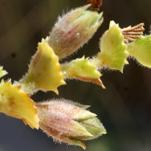 Photographie n°797927 du taxon Ononis variegata L. [1753]