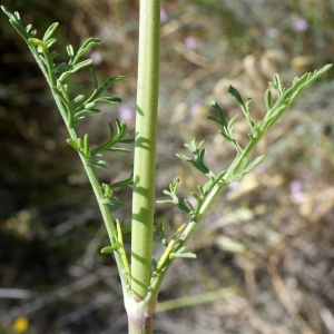 Photographie n°797928 du taxon Pycnocomon rutifolium (Vahl) Hoffmanns. & Link [1825]