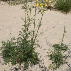 Photographie n°797935 du taxon Pycnocomon rutifolium (Vahl) Hoffmanns. & Link [1825]