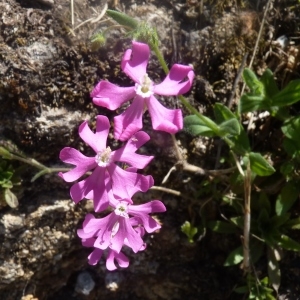 Photographie n°798164 du taxon Atocion armeria (L.) Raf. [1840]