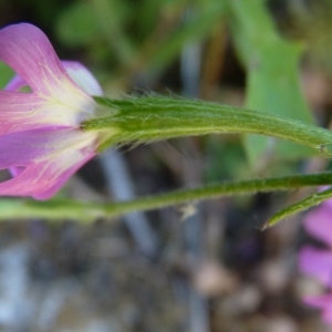 Photographie n°798166 du taxon Atocion armeria (L.) Raf. [1840]