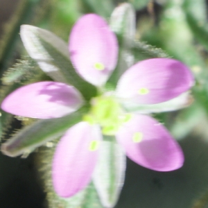 Spergularia diandra subsp. campestris (Kindb.) Nyman (Spergulaire de Boccone)