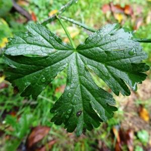 Photographie n°798548 du taxon Malva moschata L. [1753]