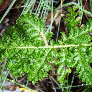 Photographie n°798586 du taxon Tanacetum vulgare L. [1753]