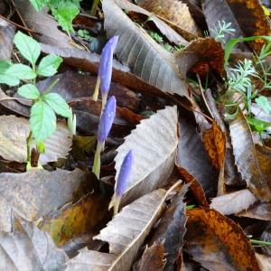 Photographie n°798631 du taxon Brimeura amethystina (L.) Chouard [1930]