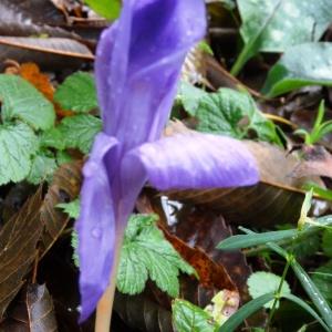 Photographie n°798636 du taxon Brimeura amethystina (L.) Chouard [1930]