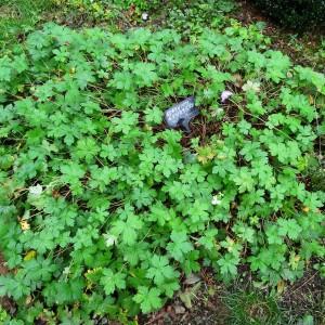 Photographie n°798667 du taxon Geranium endressii J.Gay [1832]