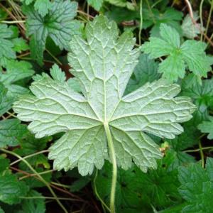 Photographie n°798679 du taxon Geranium endressii J.Gay [1832]