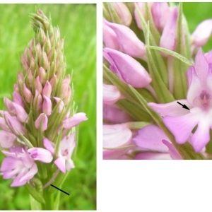 Photographie n°798710 du taxon Anacamptis pyramidalis (L.) Rich. [1817]