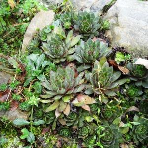 Photographie n°798812 du taxon Sempervivum tectorum L.