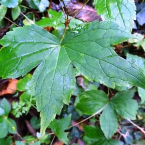 Photographie n°798848 du taxon Geranium nodosum L.