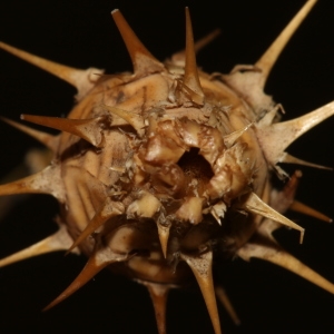 Photographie n°799086 du taxon Centaurea sicula L.