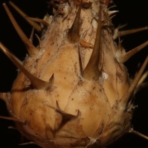 Photographie n°799087 du taxon Centaurea sicula L.