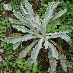 Photographie n°799486 du taxon Lychnis coronaria (L.) Desr.