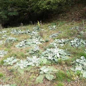 Verbascum thapsus L. subsp. thapsus (Molène bouillon blanc)