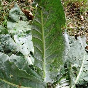  - Verbascum thapsus subsp. thapsus 