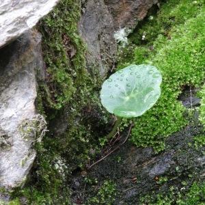 Photographie n°799554 du taxon Umbilicus rupestris (Salisb.) Dandy