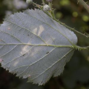 Photographie n°799869 du taxon Rubus ulmifolius Schott