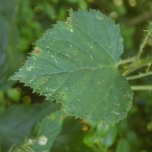 Photographie n°799870 du taxon Rubus ulmifolius Schott