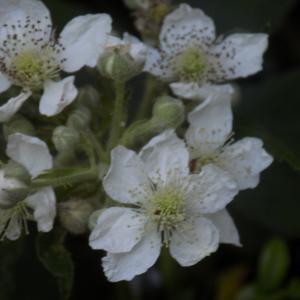 Photographie n°799871 du taxon Rubus ulmifolius Schott