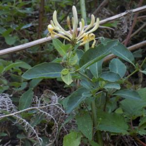 Photographie n°799922 du taxon Lonicera periclymenum L.