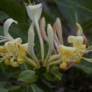 Photographie n°799923 du taxon Lonicera periclymenum L.