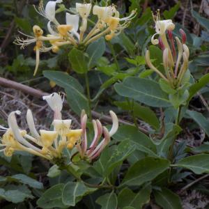 Photographie n°799924 du taxon Lonicera periclymenum L.