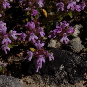 Photographie n°800036 du taxon Thymus vulgaris L. [1753]