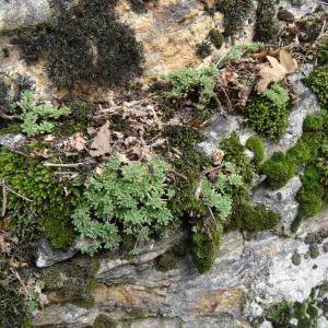 Photographie n°800489 du taxon Sedum hirsutum subsp. hirsutum 