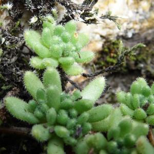 Photographie n°800492 du taxon Sedum hirsutum subsp. hirsutum 