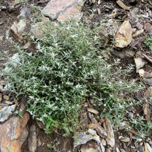 Photographie n°800918 du taxon Buddleja davidii Franch. [1887]