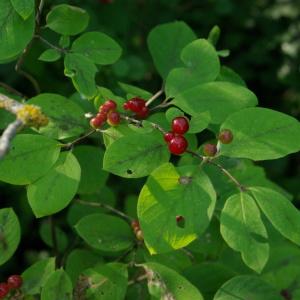Photographie n°800960 du taxon Lonicera xylosteum L. [1753]