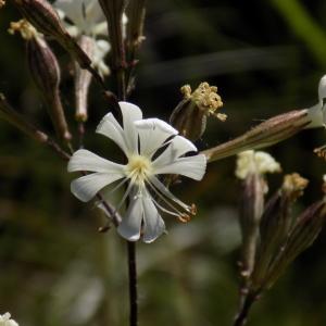 Photographie n°801040 du taxon Silene italica (L.) Pers. [1805]