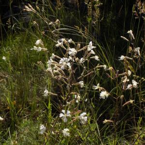 Photographie n°801042 du taxon Silene italica (L.) Pers. [1805]