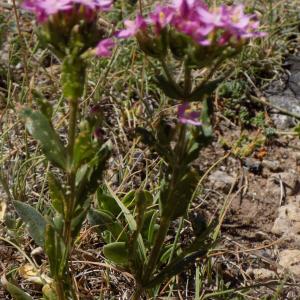 Photographie n°801076 du taxon Centaurium erythraea Rafn [1800]