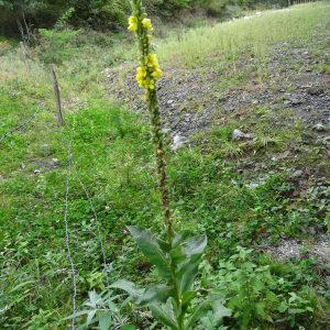 Photographie n°801130 du taxon Verbascum thapsus L. [1753]