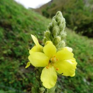 Photographie n°801131 du taxon Verbascum thapsus L. [1753]