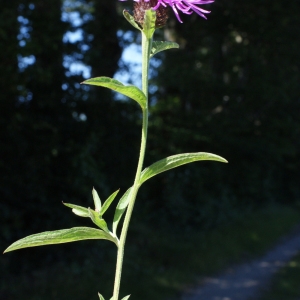 Photographie n°801132 du taxon Centaurea nigra subsp. debeauxii (Godr. & Gren.) Arènes [1939]