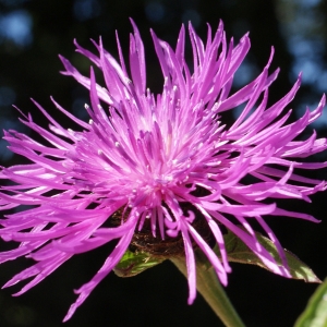 Photographie n°801138 du taxon Centaurea nigra subsp. debeauxii (Godr. & Gren.) Arènes [1939]