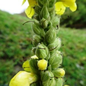 Photographie n°801140 du taxon Verbascum thapsus L. [1753]