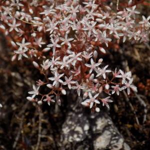 Photographie n°801141 du taxon Sedum album L. [1753]