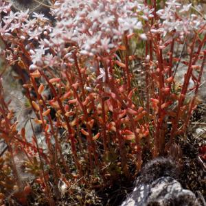 Photographie n°801142 du taxon Sedum album L. [1753]