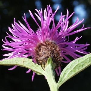 Photographie n°801143 du taxon Centaurea nigra subsp. debeauxii (Godr. & Gren.) Arènes [1939]