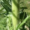  Liliane Roubaudi - Cirsium eriophorum (L.) Scop. [1772]