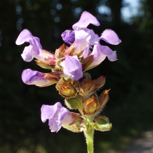 Photographie n°801185 du taxon Prunella grandiflora (L.) Schöller [1775]