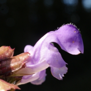 Photographie n°801195 du taxon Prunella grandiflora (L.) Schöller [1775]