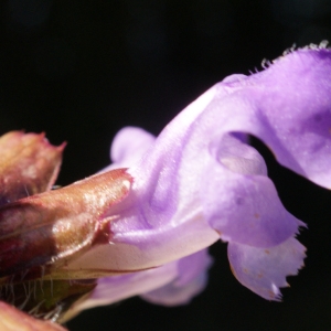 Photographie n°801196 du taxon Prunella grandiflora (L.) Schöller [1775]